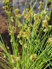 Cyperus neochinensis