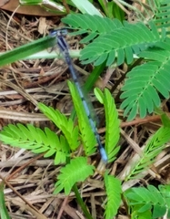 Enallagma doubledayi