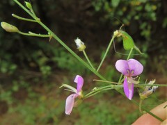 Desmodium tenuifolium