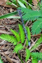 Enallagma doubledayi