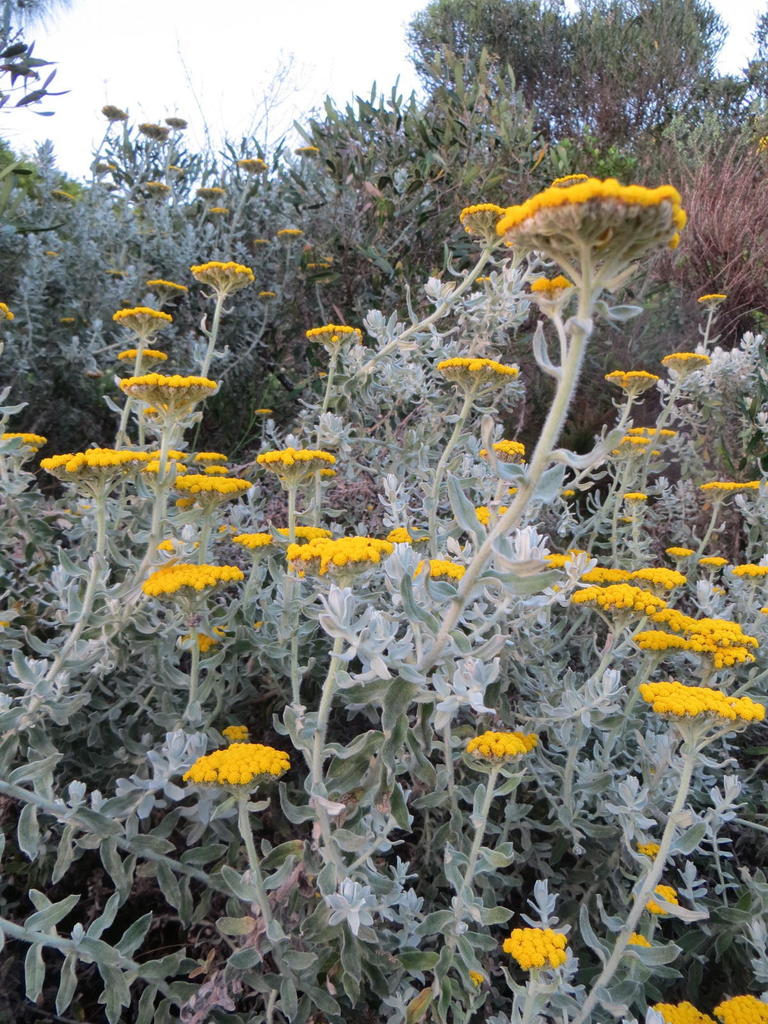 Fynbos Everlasting