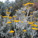 Helichrysum dasyanthum - Photo (c) Nicola van Berkel, μερικά δικαιώματα διατηρούνται (CC BY-SA), uploaded by Nicola van Berkel