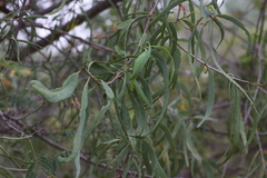 Dendrophthoe gamblei