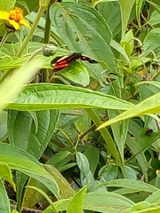 Podotricha telesiphe