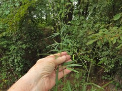 Desmodium tenuifolium