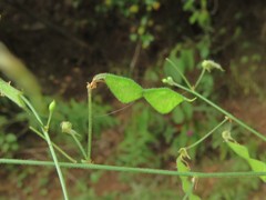 Desmodium tenuifolium