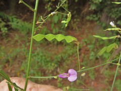 Desmodium tenuifolium