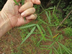 Desmodium tenuifolium