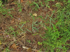 Desmodium tenuifolium