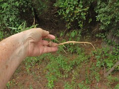 Desmodium tenuifolium