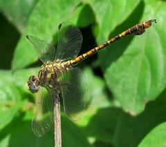 Paragomphus cognatus