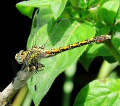 Paragomphus cognatus