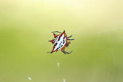 Gasteracantha sanguinolenta