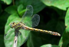 Paragomphus cognatus