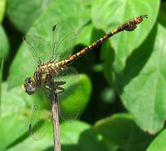 Paragomphus cognatus