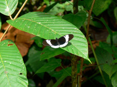 Heliconius sapho candidus
