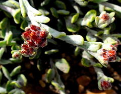 Helichrysum spiralepis