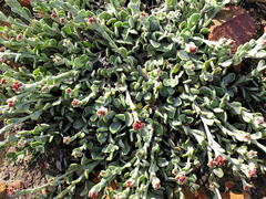 Helichrysum spiralepis