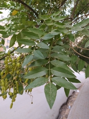 Styphnolobium japonicum