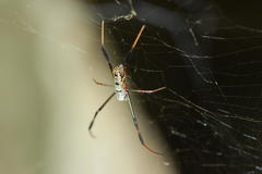 Trichonephila senegalensis