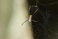 Trichonephila senegalensis