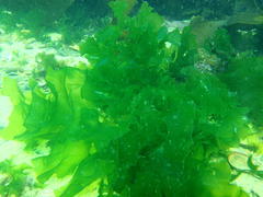 Ulva rigida