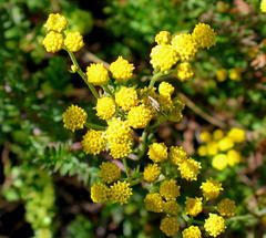 Hippia frutescens