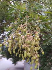Styphnolobium japonicum