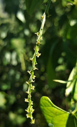 Dioscorea seriflora