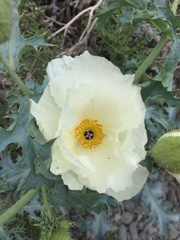 Argemone hunnemannii