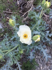 Argemone hunnemannii