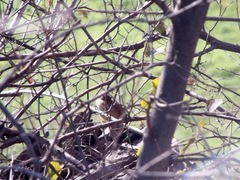 Thryothorus ludovicianus