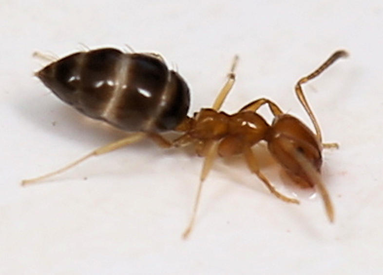 Plagiolepis vanderkelleni polita