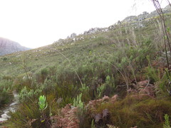 Myrovernix longifolius