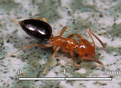 Plagiolepis vanderkelleni polita