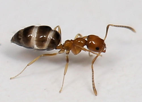 Plagiolepis vanderkelleni politaPlagiolepis vanderkelleni polita