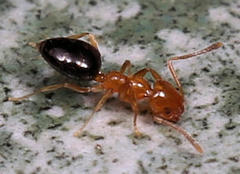 Plagiolepis vanderkelleni polita