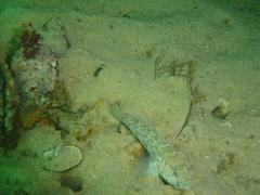 Caffrogobius nudiceps