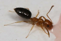 Plagiolepis vanderkelleni polita