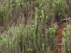 Myrovernix longifolius