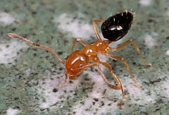 Plagiolepis vanderkelleni polita