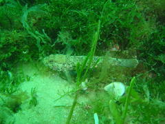 Caffrogobius nudiceps