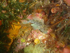 Caffrogobius nudiceps