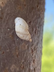 Ellobiidae