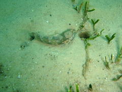 Caffrogobius nudiceps