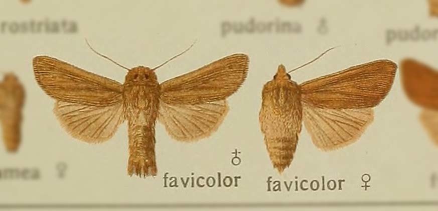 Mathew's Wainscot