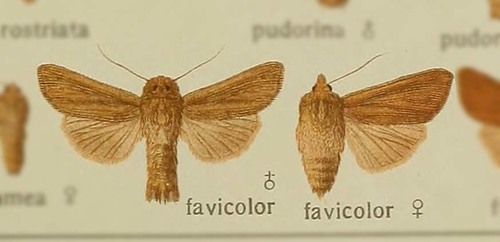 Mathew's Wainscot