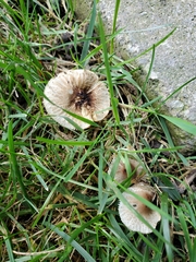 Lepiota cristata