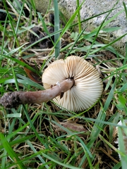 Lepiota cristata