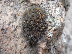 Coscinodon calyptratus